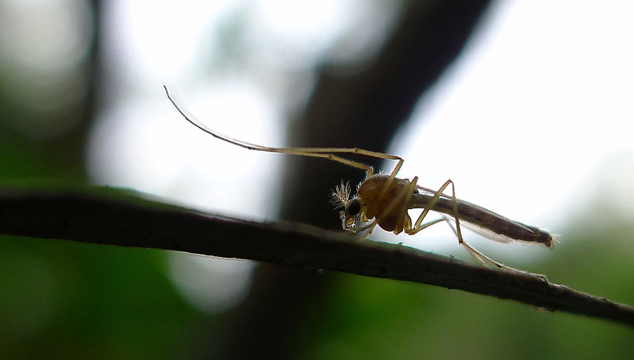 Read more about the article Managing aquatic insect populations can limit the effects of cholera outbreak