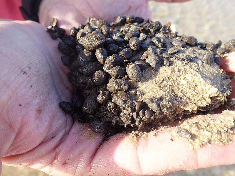 Read more about the article Israeli archaeologists uncover earliest evidence of growing olives for food (dating back 6,600 years) off the southern shore of Haifa
