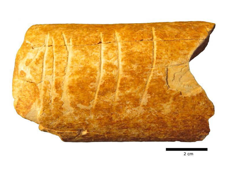 Read more about the article UofH researchers detect microscopic elements attesting to world’s oldest markings on prehistoric tool dating back 120,000 years