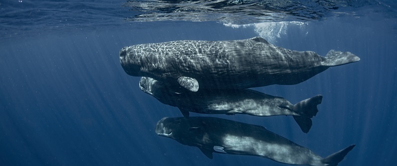 Read more about the article Researchers from the Leon H. Charney School of Marine Sciences to take part in major scientific quest to decipher the secret language of whales