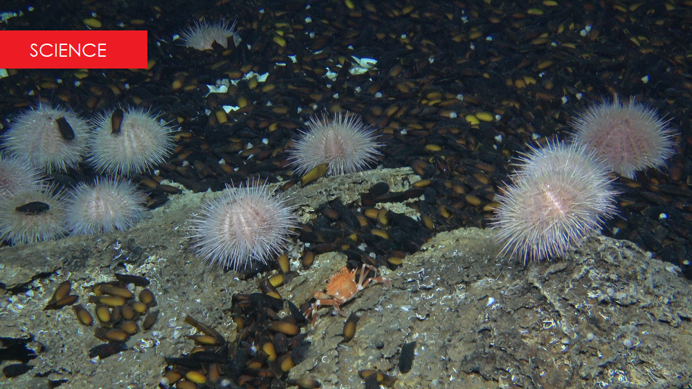 Read more about the article <em>Forbes</em> Magazine features groundbreaking marine research led by the Leon H. Charney School of Marine Sciences
