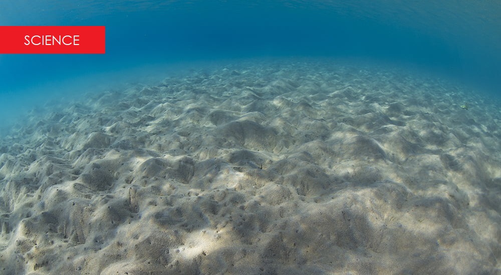 Read more about the article UofH study sheds light on the harmful effects of fish farming on marine life