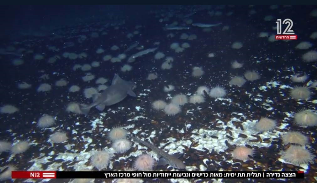 Read more about the article RARE AND UNEXPECTED SCIENTIFIC DISCOVERY: Shark breeding ground found with hundreds of small sharks and thousands of shark eggs off the coast of Israel