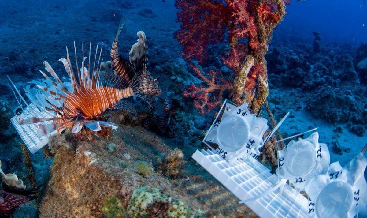 Read more about the article Research from the Leon Charney School of Marine Sciences featured in Science Magazine’s top innovations from Israeli universities