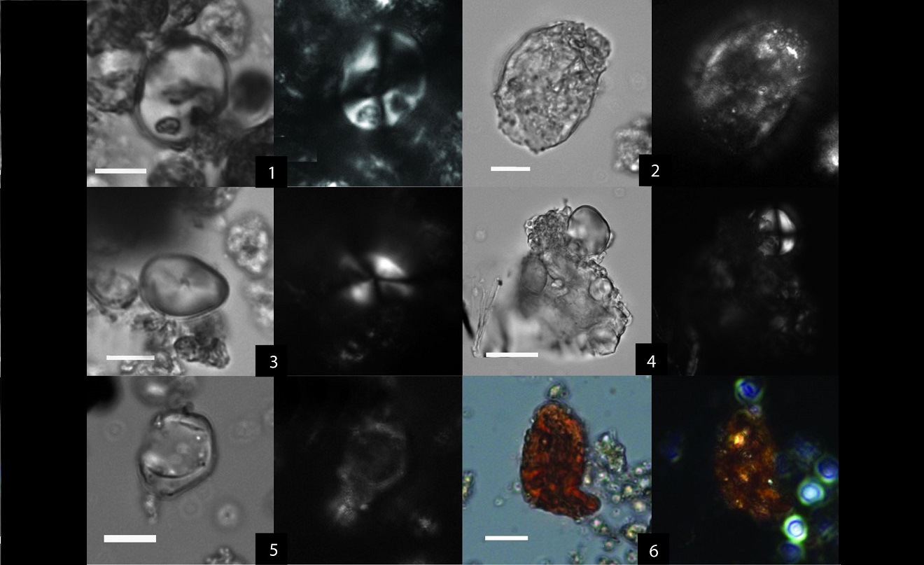 Read more about the article First evidence of beer production for social consumption found at a prehistoric Israeli town