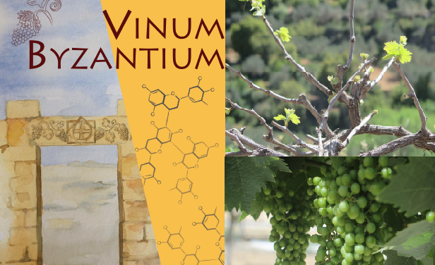 Read more about the article Prof. Guy Bar-Oz receives an ERC grant to restore heritage grape cultivars in the Negev desert and bring an ancient Byzantine grape variety back to life