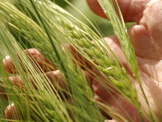 Read more about the article Are wild wheat genes the key to protection against insects?