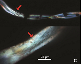 Read more about the article Study finds cotton fibers dyed 7,000 years ago in the Jordan Valley